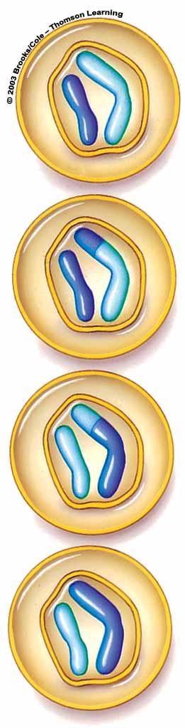 Telophase II Nuclear membrane reforms Chromosomes uncoil After