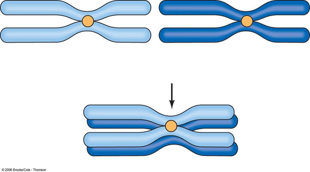 Members of chromosome pair Sister chromatids Sister