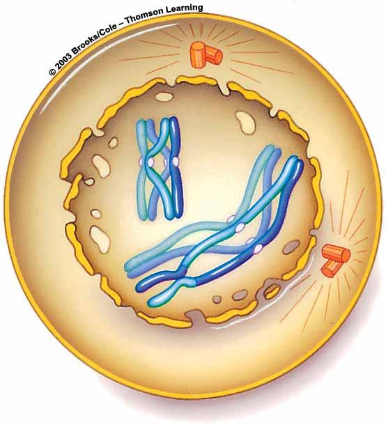 Chromosomes coil Nuclear membrane breaks down Chromosomes pair