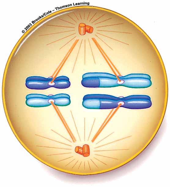 Metaphase I spindle equator one pair of homologous chromosomes