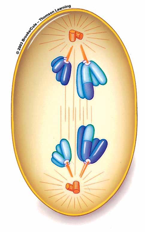 Anaphase I Centromeres do not divide Chromosome