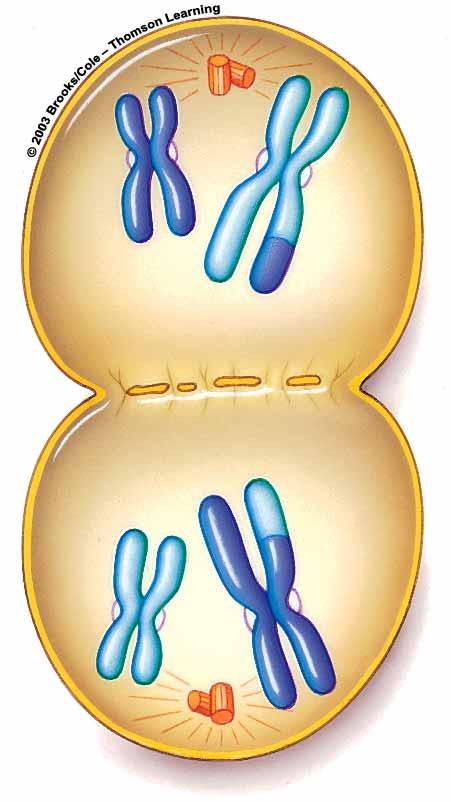Telophase I Nuclear membrane reforms Chromosomes uncoil After