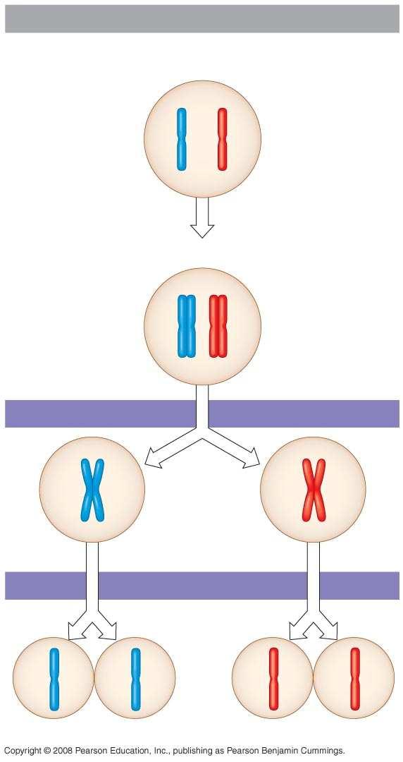 Fig. 13-7-3 Interphase Homologous pair of chromosomes in diploid parent cell Chromosomes replicate Homologous pair of replicated chromosomes Sister chromatids Diploid cell with