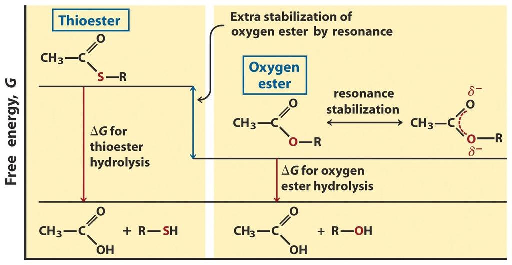 Chemical Basis for High Energy Compounds Thioesters: Acetyl-CoA hydrolysis