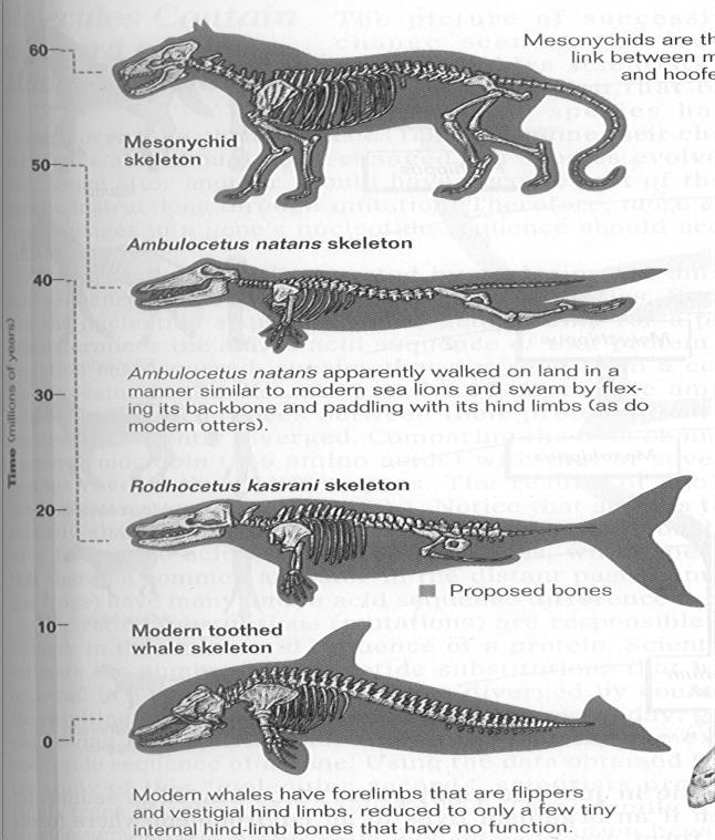 - In the early 1990s, the discoveries of the fossilized remains of two whale ancestors, provided new links in the evolution of whales from four-legged land mammals.