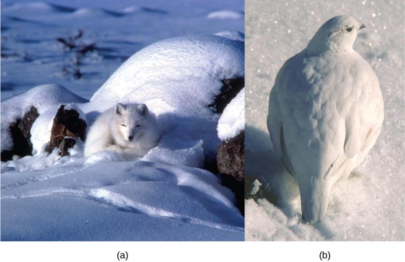 OpenStax-CNX module: m44568 10 Figure 7: The white winter coat of the (a) arctic fox and the (b) ptarmigan's plumage are adaptations to their environments.