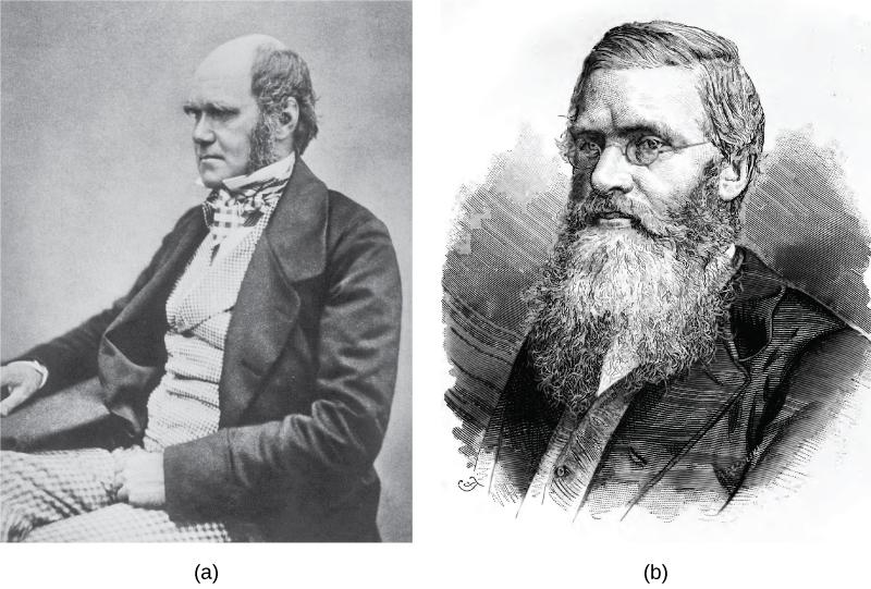 OpenStax-CNX module: m44568 4 Figure 2: Both (a) Charles Darwin and (b) Alfred Wallace wrote scientic papers on natural selection that were presented together before the Linnean Society in 1858.