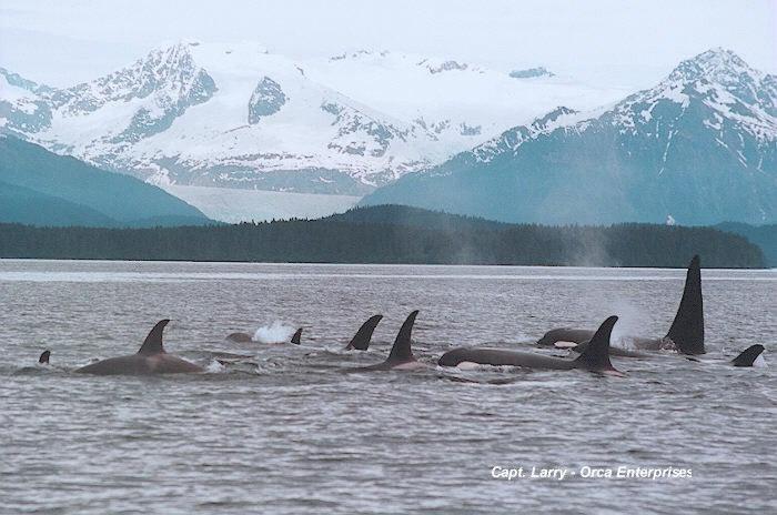 Are Orcas Speciating?