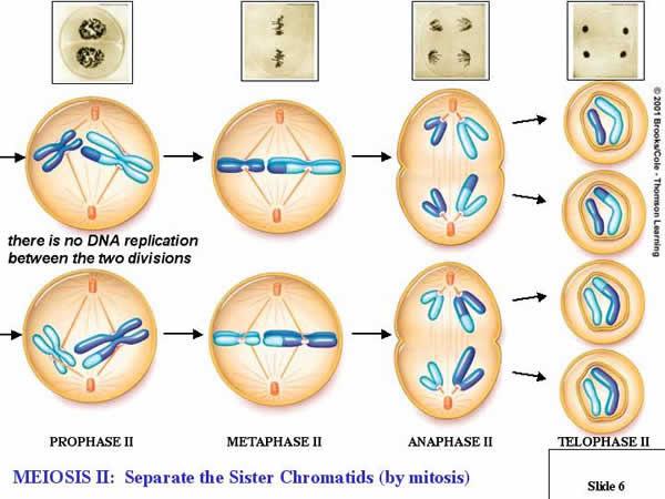Meiosis: Paired sex chromosomes separate & recombine at fertilization Gametes (egg or sperm) contain only 1 complete set of chromosomes per cell