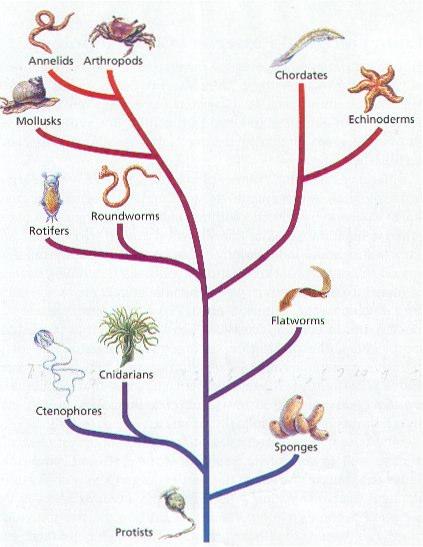 Phylogenetic Tree: Evolutionary relationships among groups of organisms Based on fossil record,