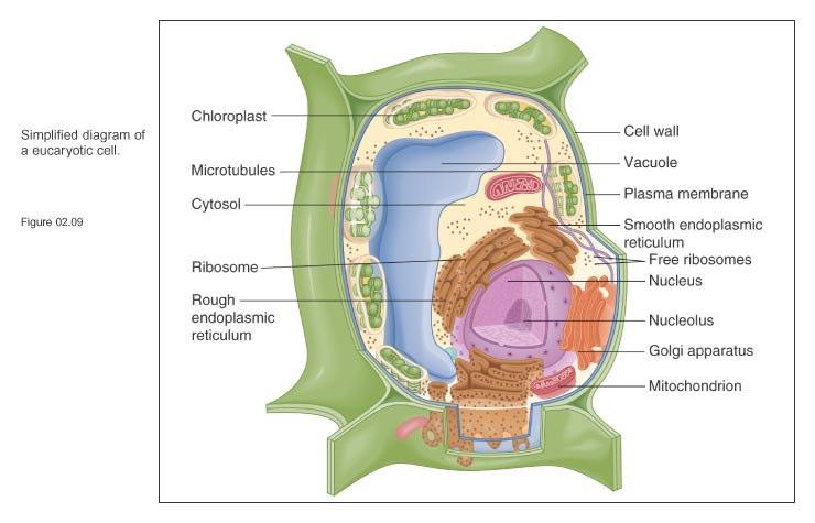 Eukaryotic Plant Cell Chloroplast Site of
