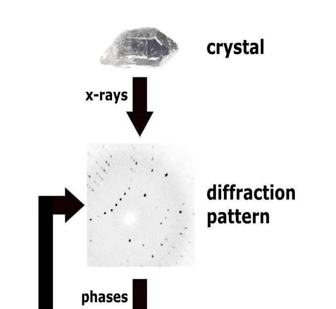 Structural Features (X-ray, neutron diffraction) 3 ydride is the smallest ligand and as a result, - distances are typically quite short: 1.8 to about 1.5 Å, depending on the metal.