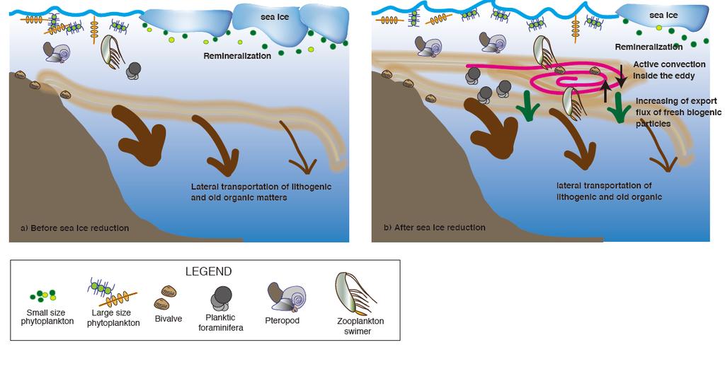 10/12 Lower trophic ecosystem responses on the sea-ice reduction Result (a) Lateral transport