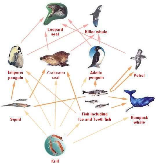 The food web is one important tool oceanographers use to analyze the complexity of an ecosystem. Here is an example food web for an ecosystem similar to the Arctic.
