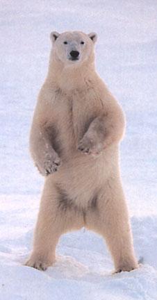 Below is a picture of a mighty polar bear! These bears are amazingly well adapted to suit the cold environment they live in. They have a layer of http://www.arctickingdom.