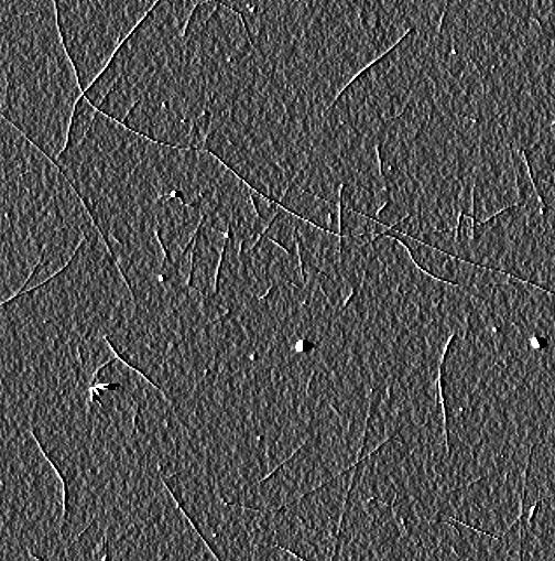 1 µm Figure 2-2: AFM image of tubes and ropes on SiO 2.