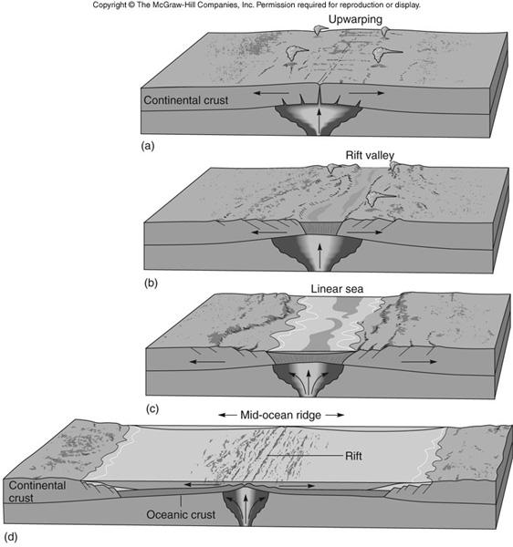 Divergent Boundaries: Plates spread apart Mantle rises, melts and forms new
