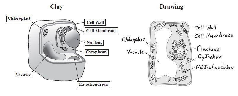 2) Which of the following describes a limitation of the drawing but NOT the clay model? Answer Options: A. The drawing does not represent the main parts of a cell. B.