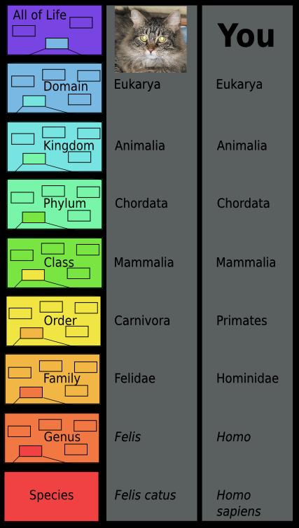 QUESTIONS: 1) Which of the following identifies the levels of classification in correct order? A. domain, kingdom, phylum, class, order, family, genus, species B.