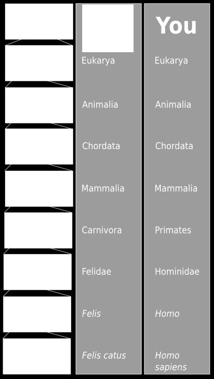 genus, species, phylum, class, order, family, domain, kingdom 2) How are members of Domain Eukarya different from members of Domain Ar