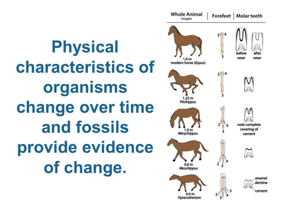 3) Based on the illustration above what type of evidence is presented for the evolution of a horse? A. Comparative Anatomy B. Comparative Embryology C.
