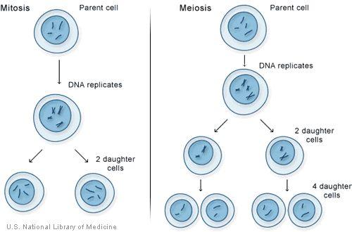 Every organism requires a set of chemical instructions (DNA) that specifies its traits. Hereditary information (DNA) contains genes located in the chromosomes of each cell.