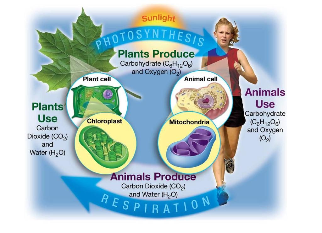 Photosynthesis is the process by which plants use the energy from sunlight to produce sugar, which cellular respiration converts into the "fuel" used by all living things.