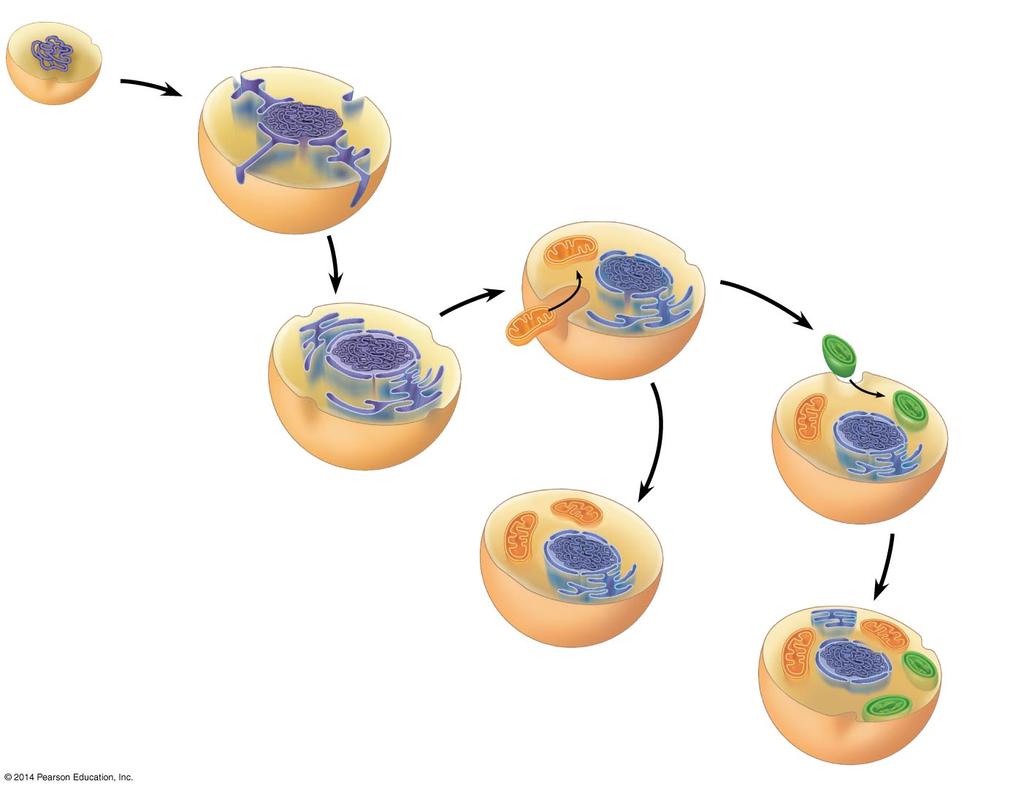 Cytoplasm DNA Ancestral prokaryote Plasma membrane Endoplasmic reticulum Nuclear envelope Nucleus Engulfing of aerobic bacterium