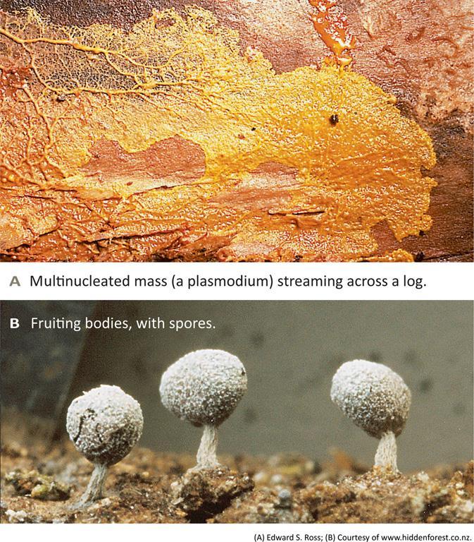 Amoebozones and Choanoflagellates Plasmodial slime molds Spend most of life cycle as multinucleated