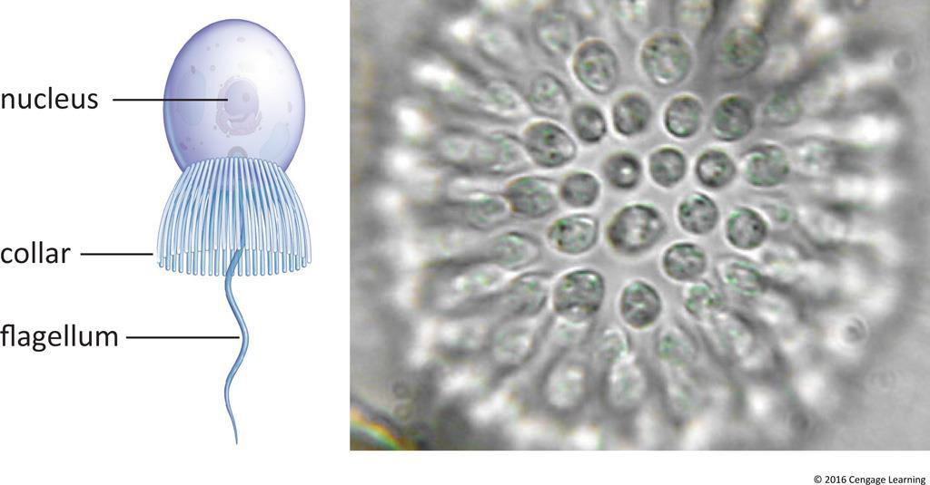 Amoebozones and Choanoflagellates Choanoflagellates Closest known protistan animal relatives Most