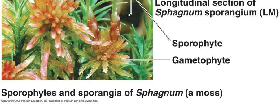 Spores Sporangium