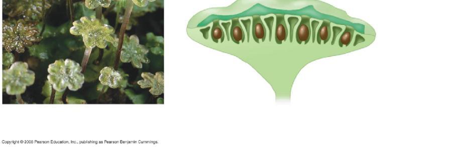 Male gametophyte Archegonia and
