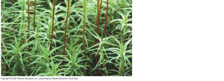 Sporophyte (a sturdy plant