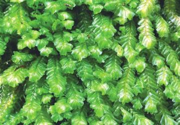 Other liverworts, such as Plagiochila, below, are called leafy because their stemlike gametophytes have many leaflike appendages.