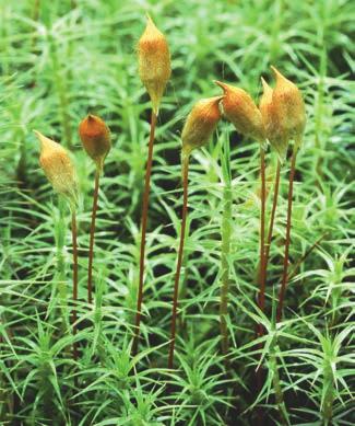 Unlike a liverwort or moss sporophyte, a hornwort sporophyte lacks a seta and consists only of a sporangium. The sporangium releases mature spores by splitting open, starting at the tip of the horn.
