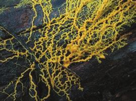 Figure 28.25 A plasmodial slime mold. The photograph shows a mature plasmodium, the feeding stage in the life cycle of a plasmodial slime mold.