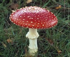 Lots of Fun(gi)! What are some characteristics of fungi? Fungi are spore-producing organisms that absorb nutrients from the environment.