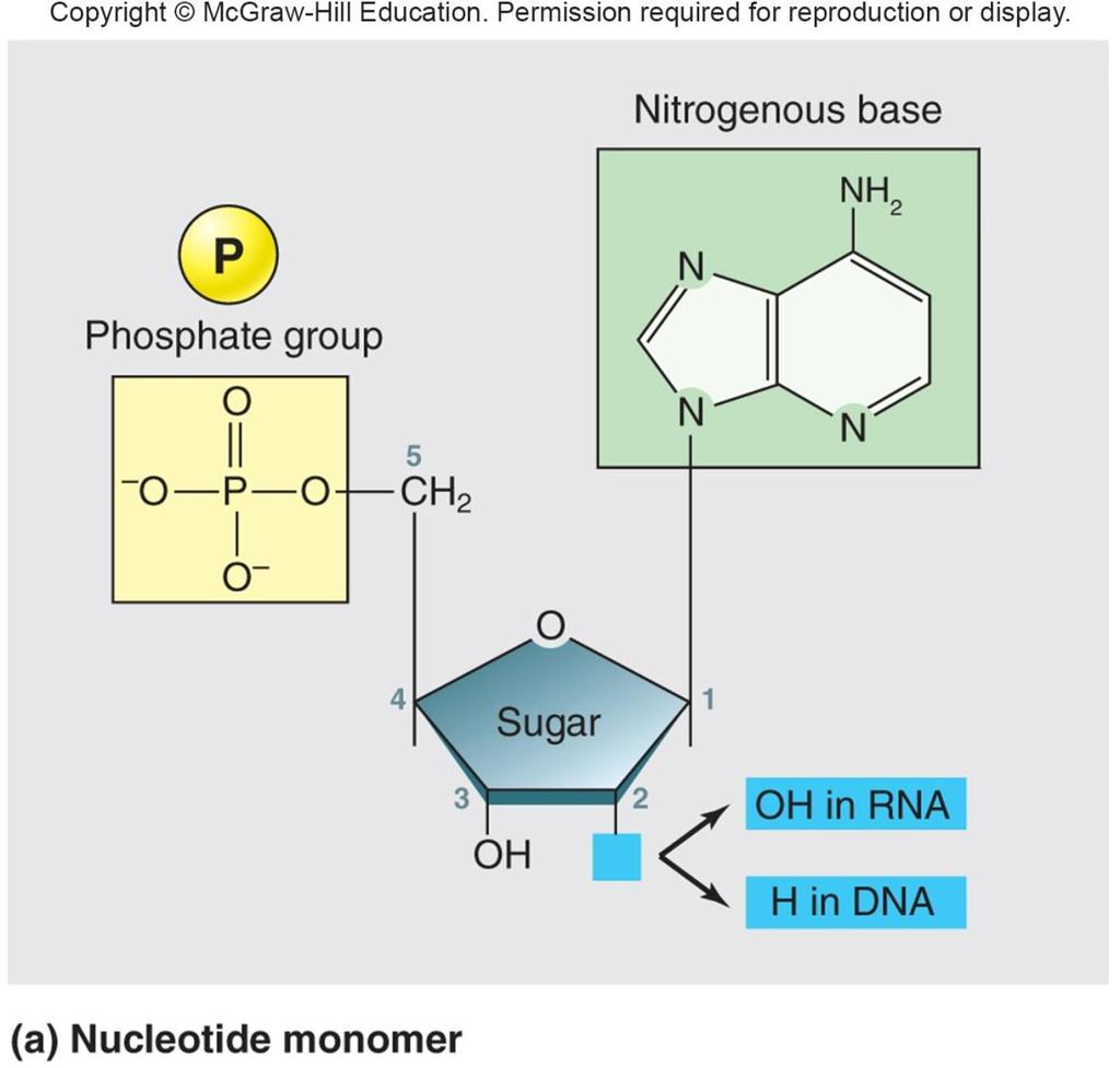 Nucleotide Monomer 3 components 1. Sugar Five-carbon pentose 2.