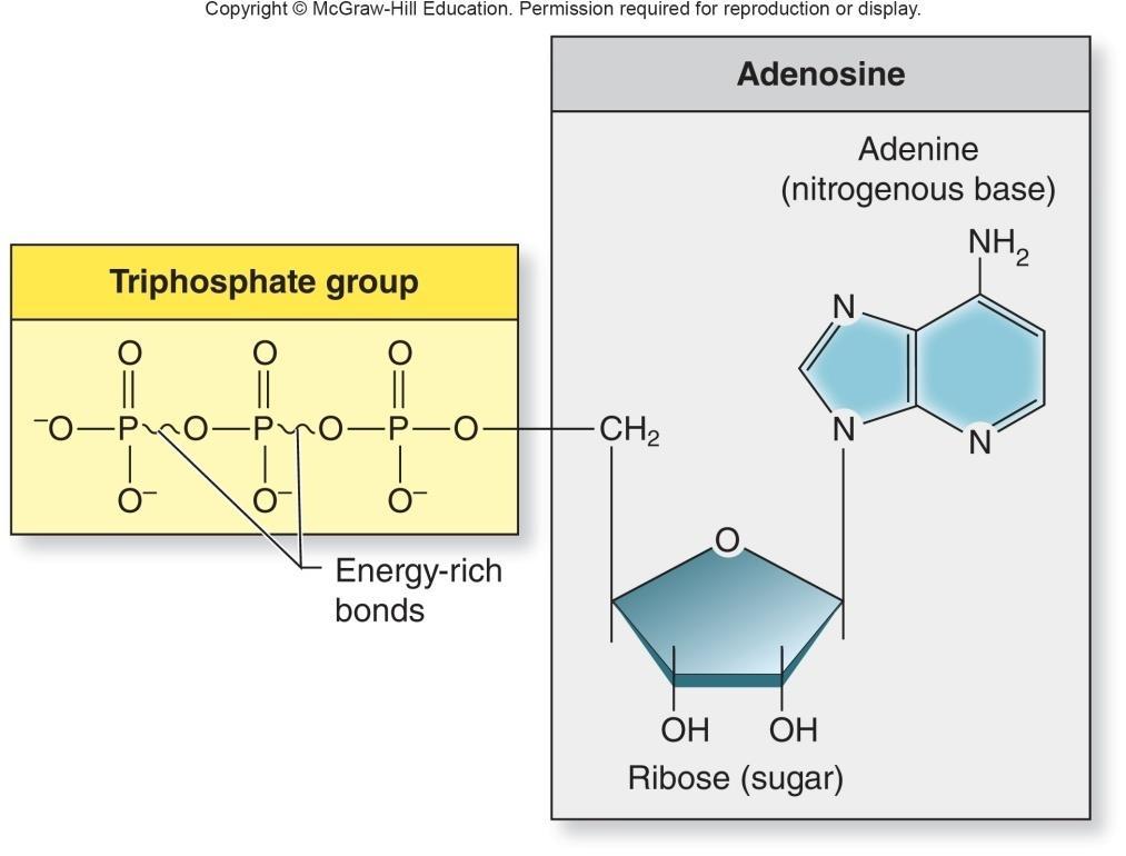 Adenosine triphosphate (ATP) 2.
