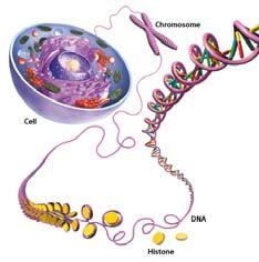 1 DNA strand contains 1000 s of genes. Prokaryotic chromosomes Most prokaryotes have a single circular DNA molecule, or chromosome.