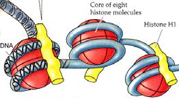 Eukaryotic DNA is primarily located in the nucleus in the form of multiple chromosomes. DNA molecules are extremely long.