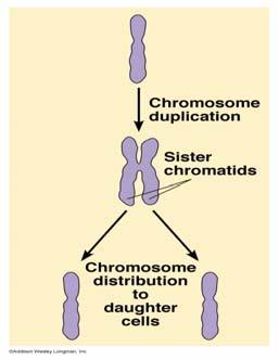 Chromosomes are 40% DNA and 60% protein. Chromosomes copy themselves during DNA replication forming sister chromatids.