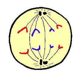 ANAPHASE Sister chromatids separate from each other at the centromere. The spindle now pulls each chromosome to opposite ends of the cell (toward the centrioles).
