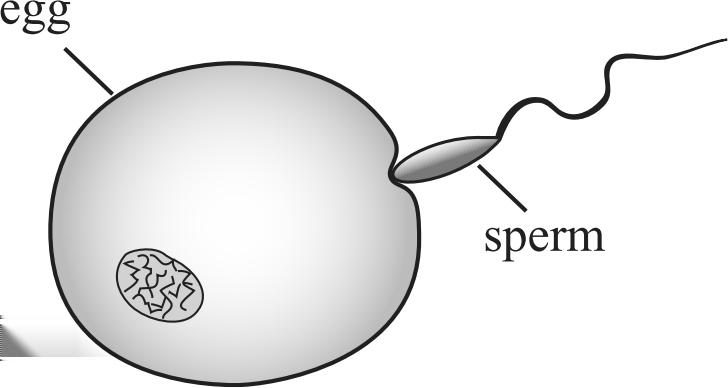 30. The figure below shows an egg cell and a sperm cell. Which of the following is represented by this figure? A. the formation of a zygote B. mitotic division of nuclei C.
