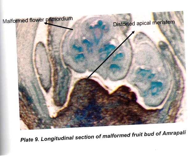 Fig.7 Longitudinal section of malformed bud of Amarapli.