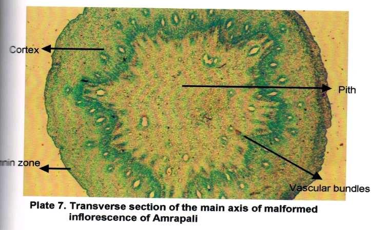 Fig. 5 Transverse section of the main axis of the malformed inflorescence of Amrapali Longitudinal sections of the malformed (Amrapali) and healthy (Bhadauran) buds