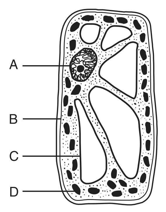 10. The diagram below represents specialized cells in the surface of the leaf of a green plant. 13.