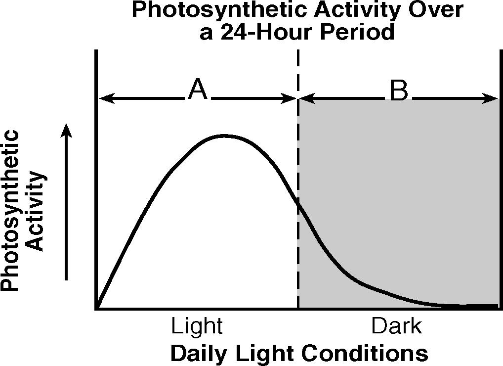 21. The graph below shows photosynthetic activity in an ecosystem over a 24-hour period. 24. The diagram below represents a biochemical process. Which molecule is represented by X?