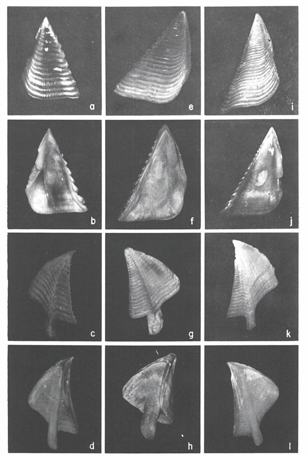 24 ZOOLOGISCHE VERHANDELINGEN 235 (1986) Fig. 6. Megabalanus azoricus (Pilsbry). a-d, external and internal views of opercular valves of syntype (USNM 48126). Megabalanus californicus (Pilsbry).