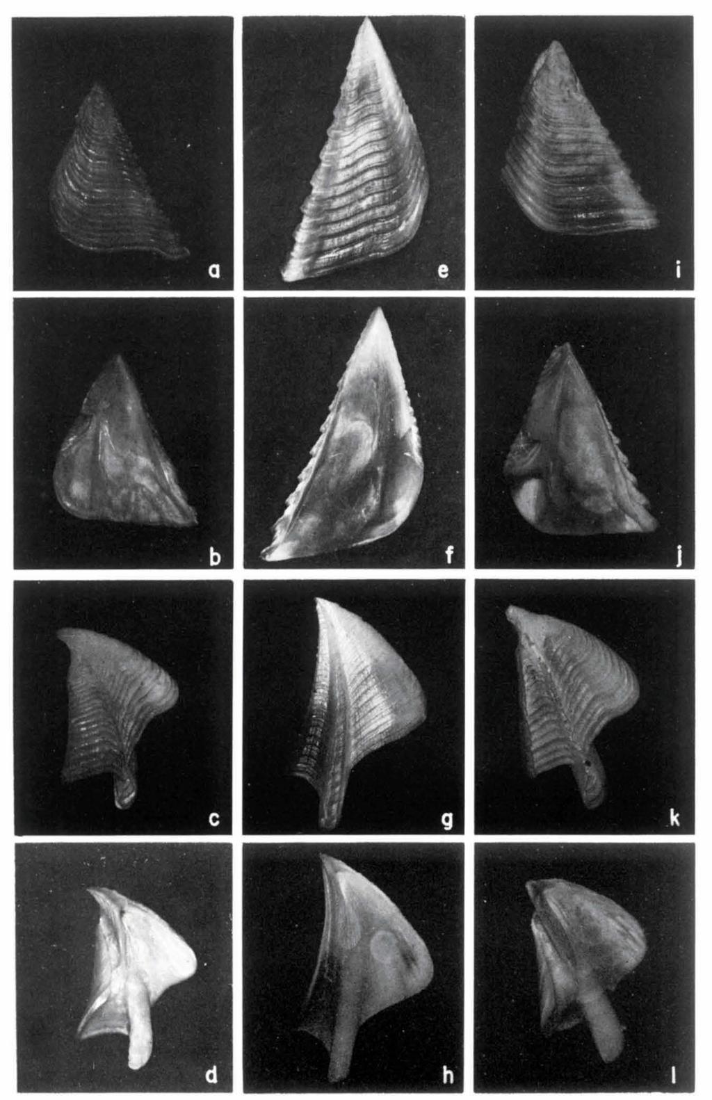 30 ZOOLOGISCHE VERHANDELINGEN 235 (1986) Fig. 8. Megabalanus crispatus (Schroter). a-d, external and internal views of opercular valves of [Darwinian collection, BMNH). Megabalanus dorbignii (Chenu).